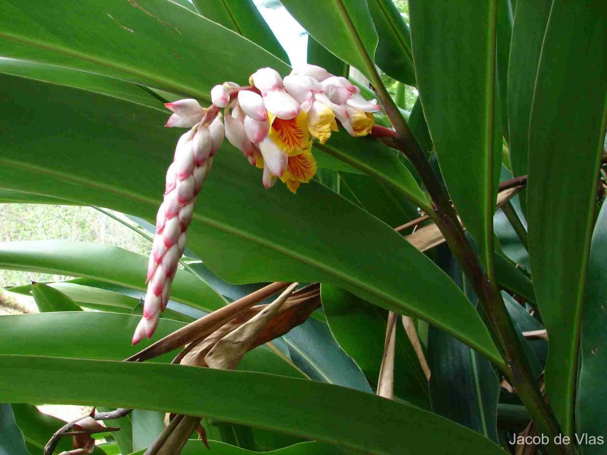 Alpinia zerumbet (Pers.) B.L.Burtt & R.M.Sm.